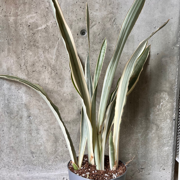 sansevieria metallica vs sayuri Sansevieria Sayuri – VI Plant Shop