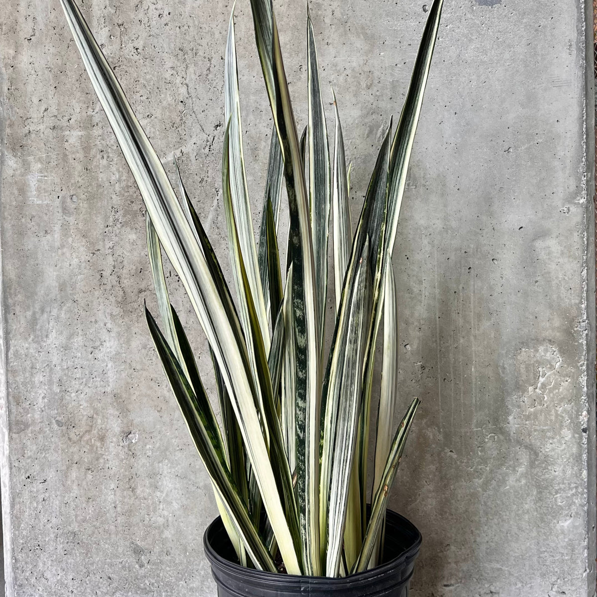 white sansevieria bantel's sensation Sansevieria Bantel – VI Plant Shop