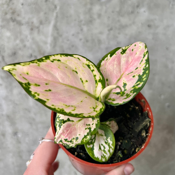 Aglaonema Geely Red