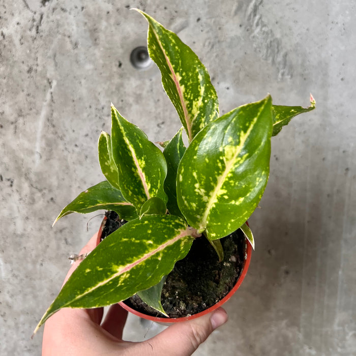 aglaonema sun star Aglaonema Star Shining – VI Plant Shop