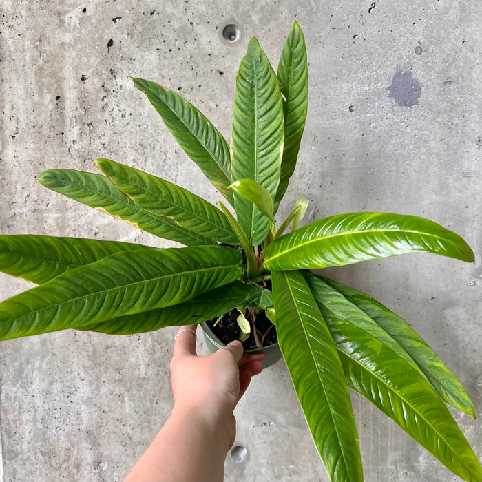 philodendron campi Philodendron Campii – VI Plant Shop