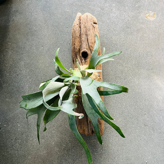 Mounted Staghorn Fern