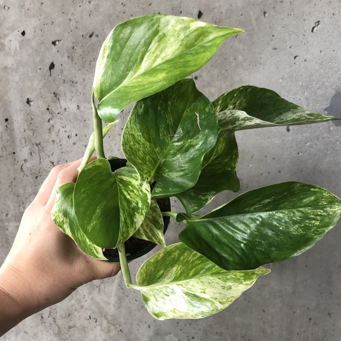 Marble Queen Pothos