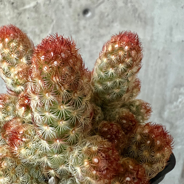 Mammillaria elongata