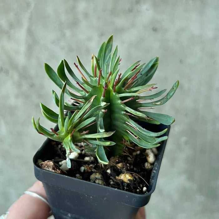 Euphorbia aggregata