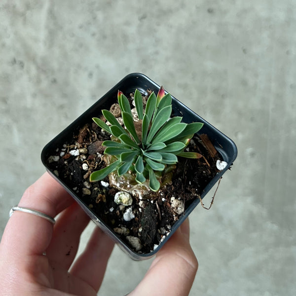 pineapple succulent Euphorbia cocklebur Pineapple – VI Plant Shop