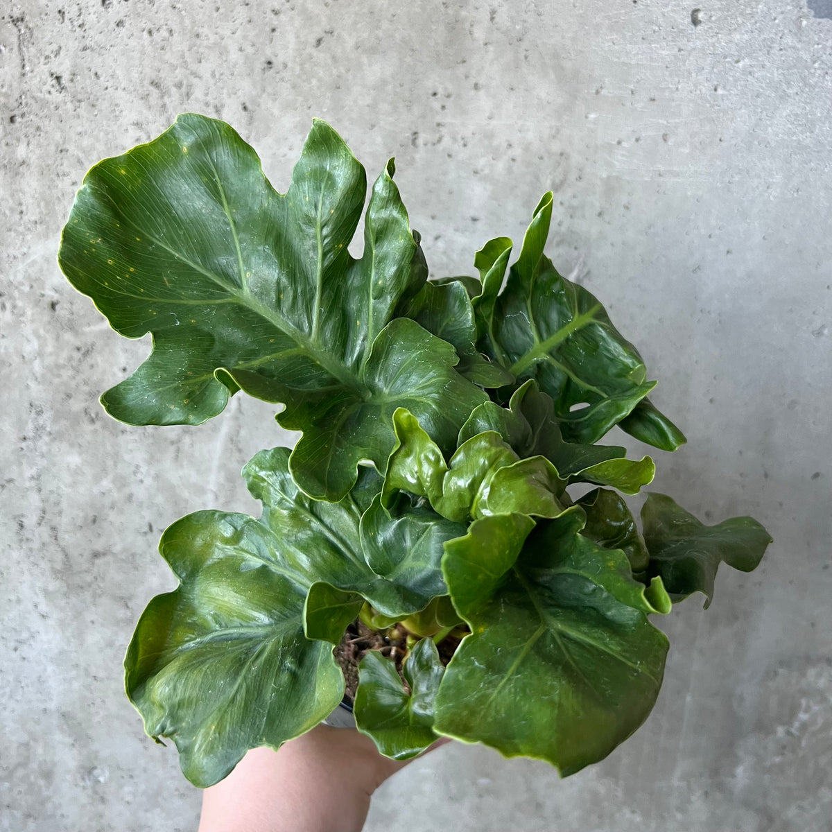 philodendron bipinnatifidum super atom Philodendron Super Atom – VI Plant Shop