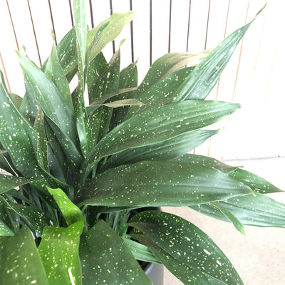 Milky Way cast iron plant with speckled leaves