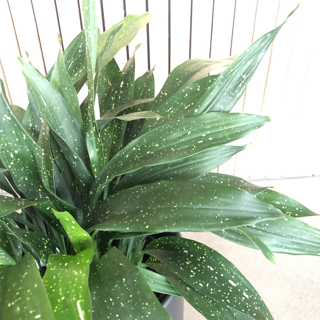 Milky Way Cast Iron Plant – VI Plant Shop