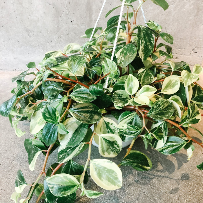 European Trailing Peperomia