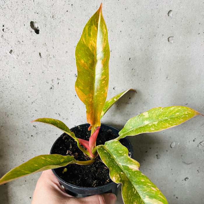 Philodendron Ring of Fire