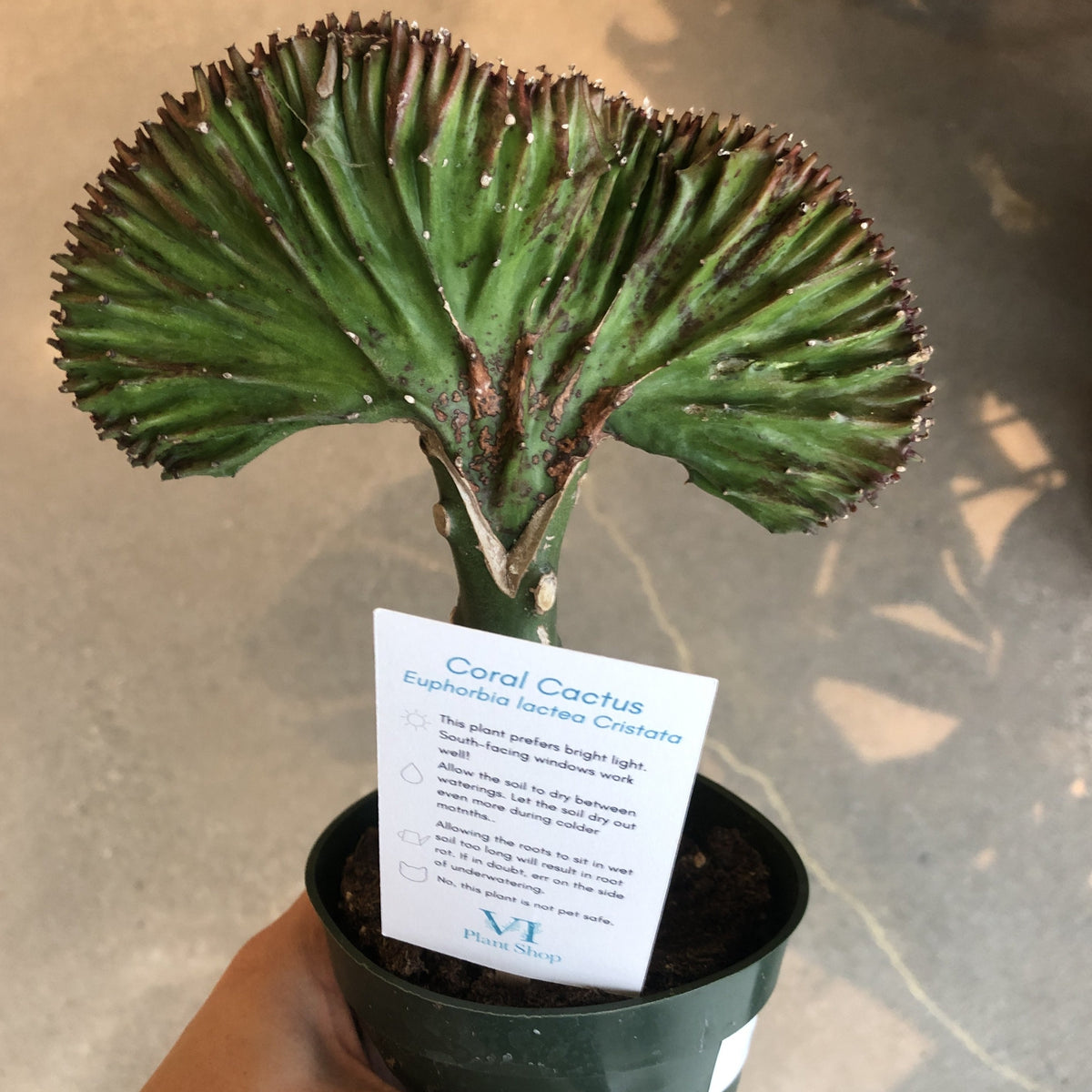 coral cactus soil Coral Cactus – VI Plant Shop