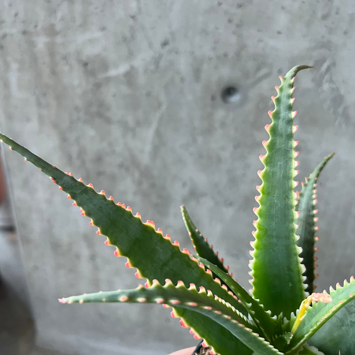 Aloe Pink Dragon