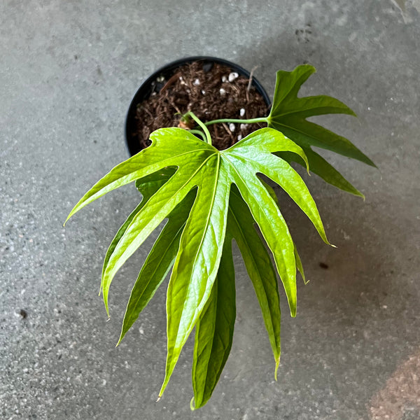 anthurium pedato Anthurium 'Fingers' – VI Plant Shop