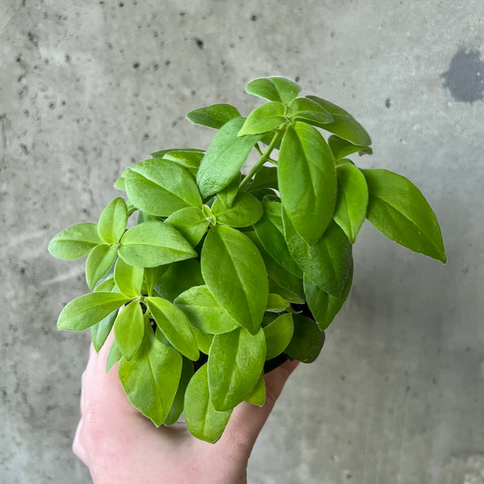 Antares Lipstick Plant