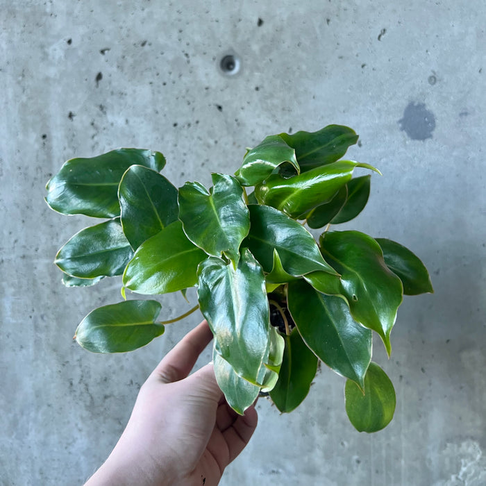 Philodendron Burle Marx