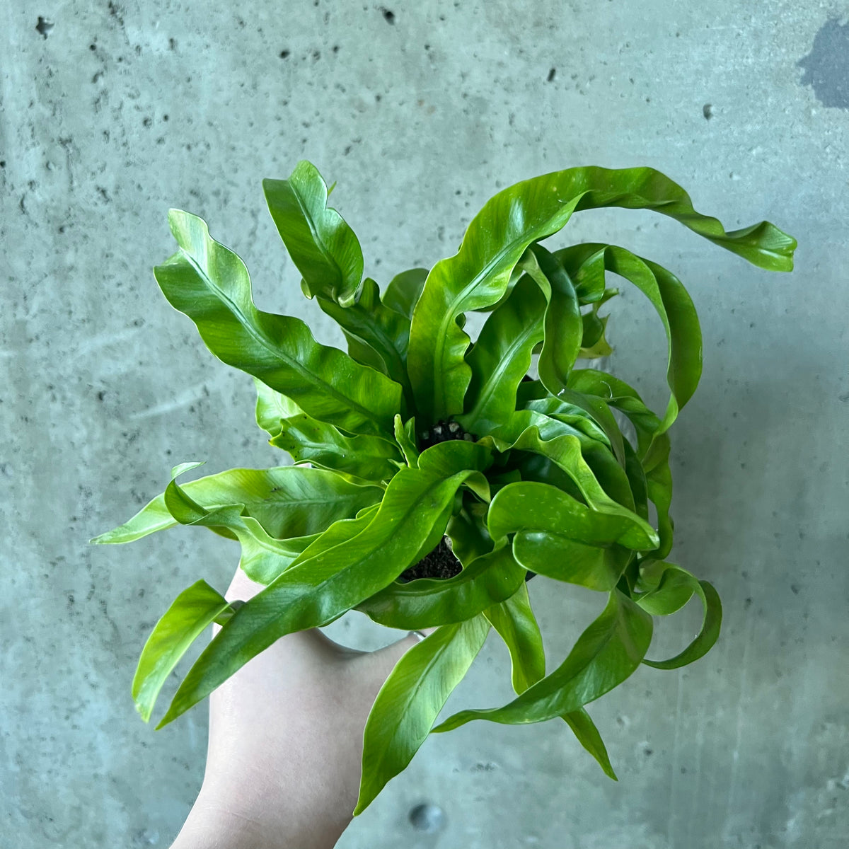 Victoria Bird Nest Fern – VI Plant Shop