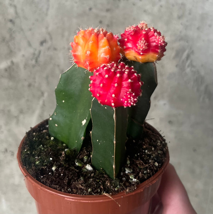 Grafted Cactus