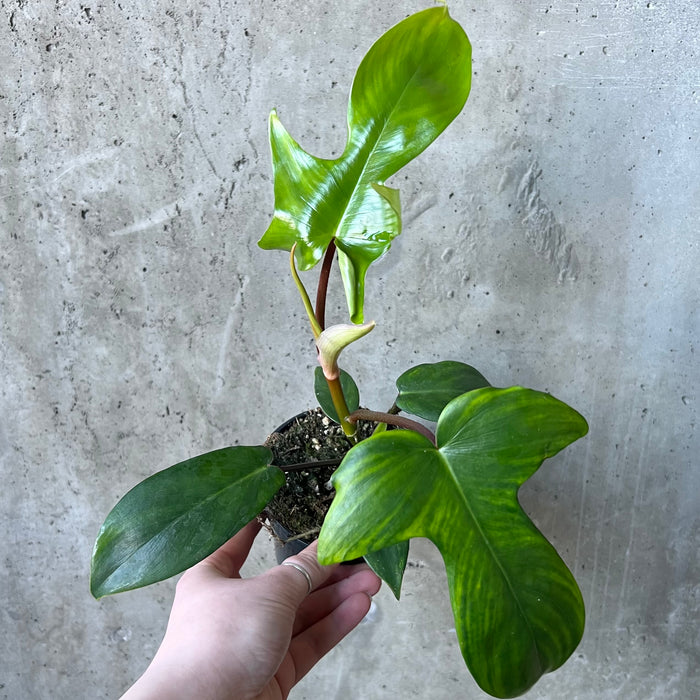 philodendron florida green flower Philodendron Florida Green – VI Plant Shop