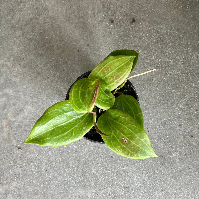 Hoya Latifolia