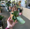 Mounted Staghorn Fern