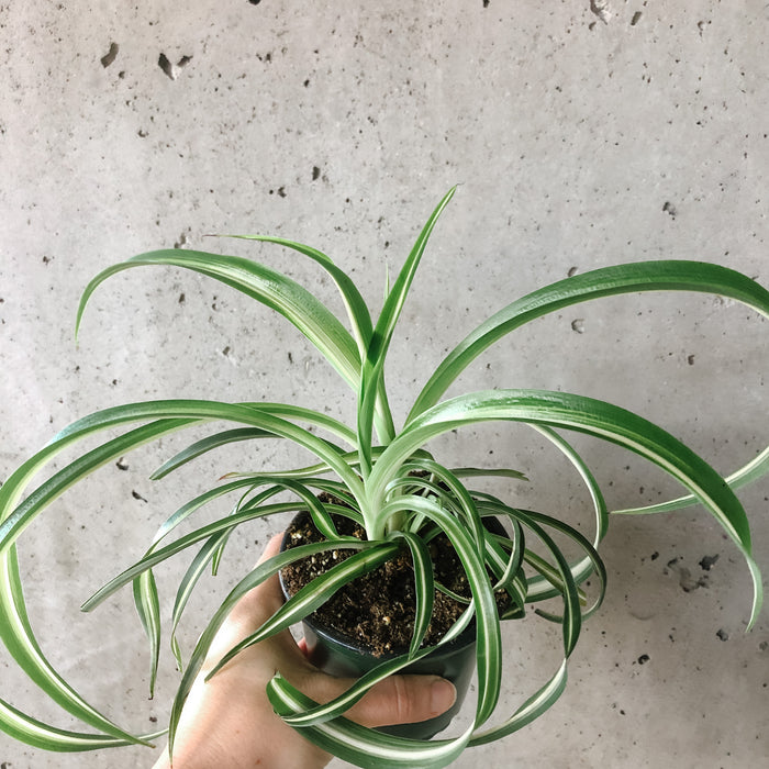 green curly spider plant Curly Spider Plant – VI Plant Shop