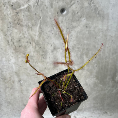 Hand holding a giant sundew with forked leaves