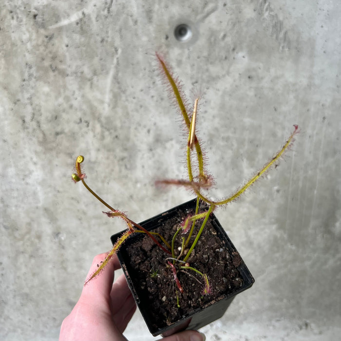 Carnivorous Plants