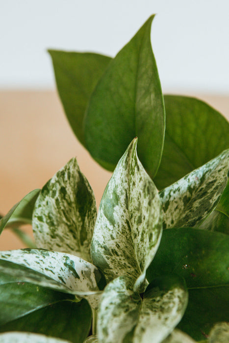 Marble Queen Pothos