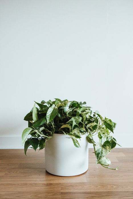 Marble Queen Pothos