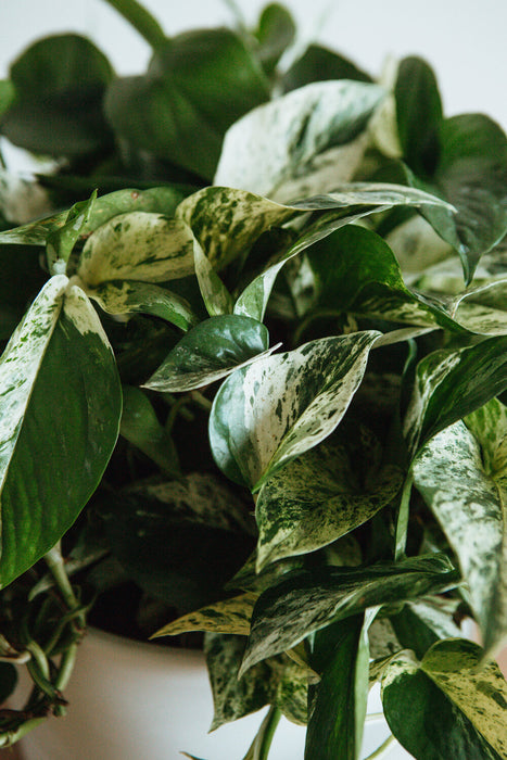 Marble Queen Pothos