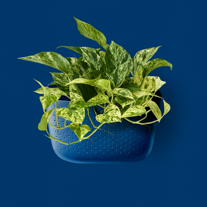 Indigo Eco Wall Planter