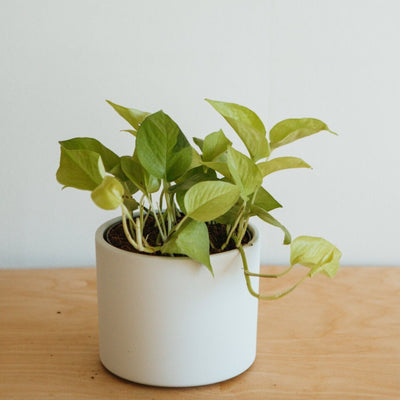 Neon Pothos
