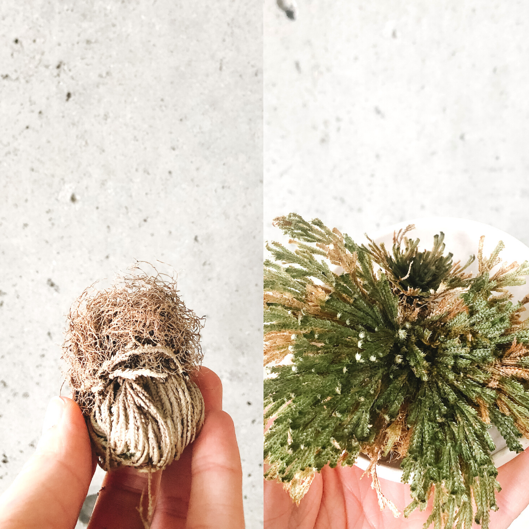 Resurrection Plant – VI Plant Shop