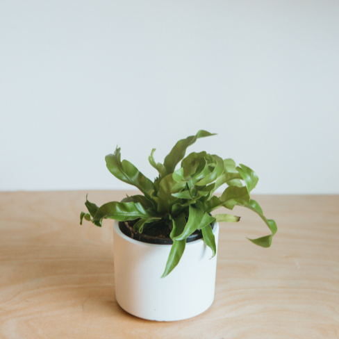 twisted bird's nest fern Twisted Bird's Nest Fern – VI Plant Shop