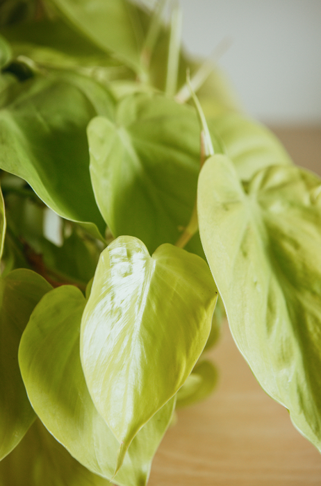 Philodendron 'Lemon Lime'