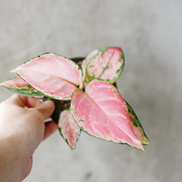 Aglaonema Aurora