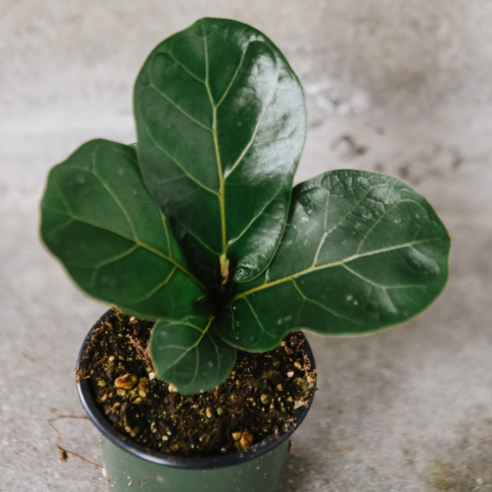 Fiddle Leaf Fig Tree