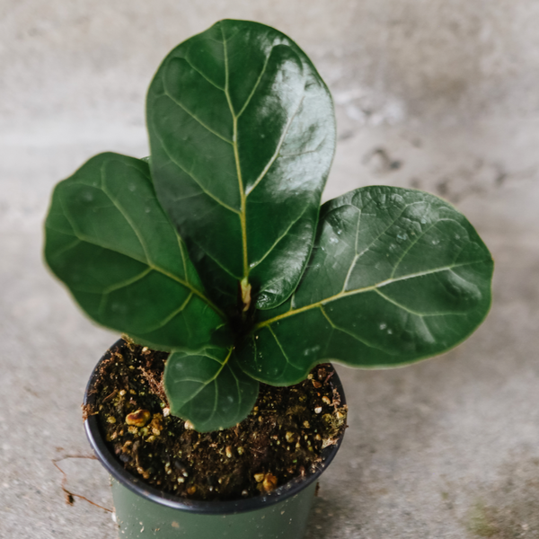 fiddle leaf fig vancouver Fiddle Leaf Fig Tree – VI Plant Shop