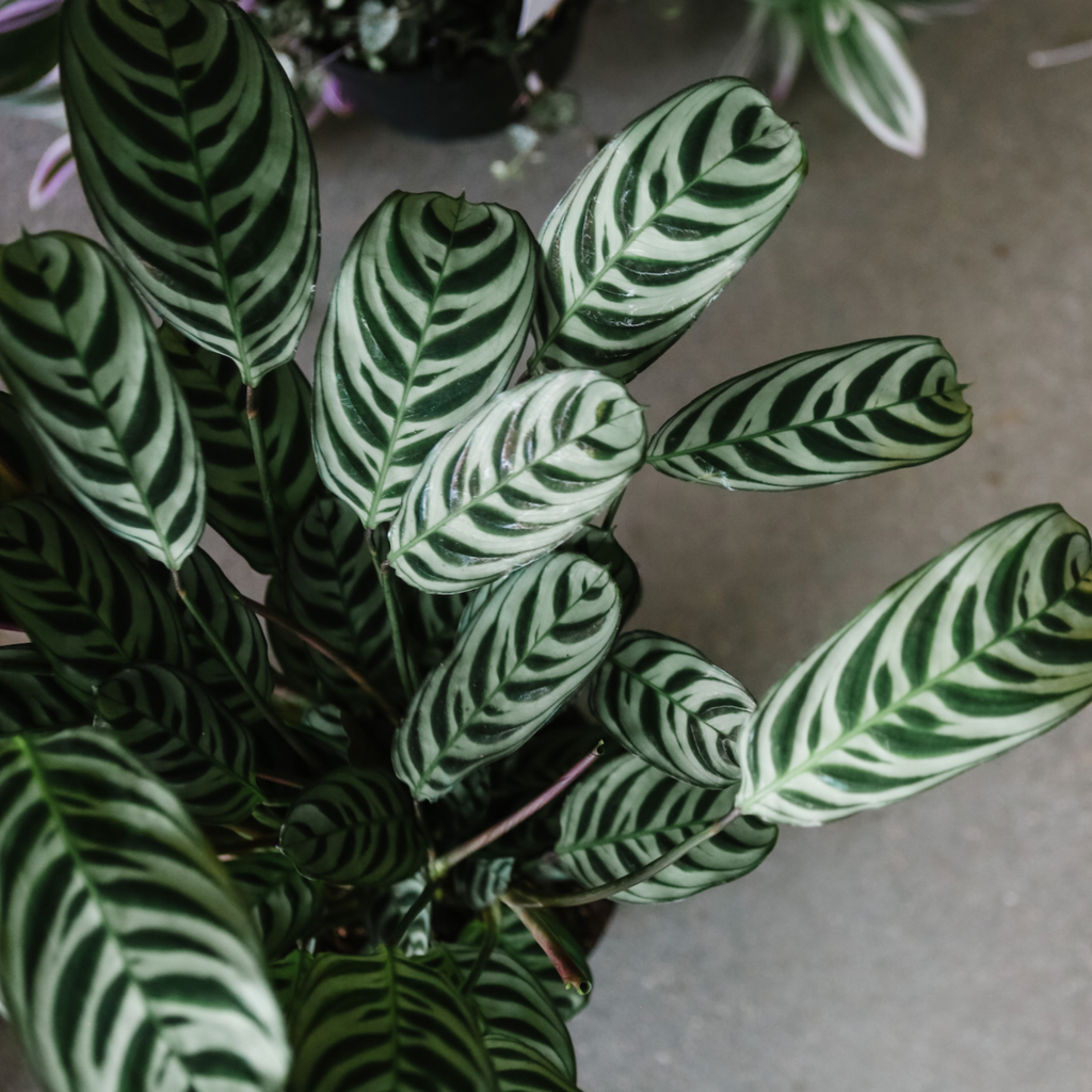 prayer plant fishbone Fishbone Prayer Plant – VI Plant Shop