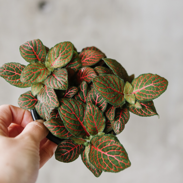 Fittonia