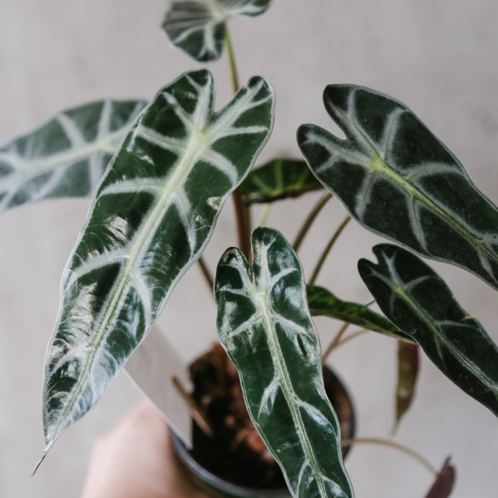 Alocasia Polly