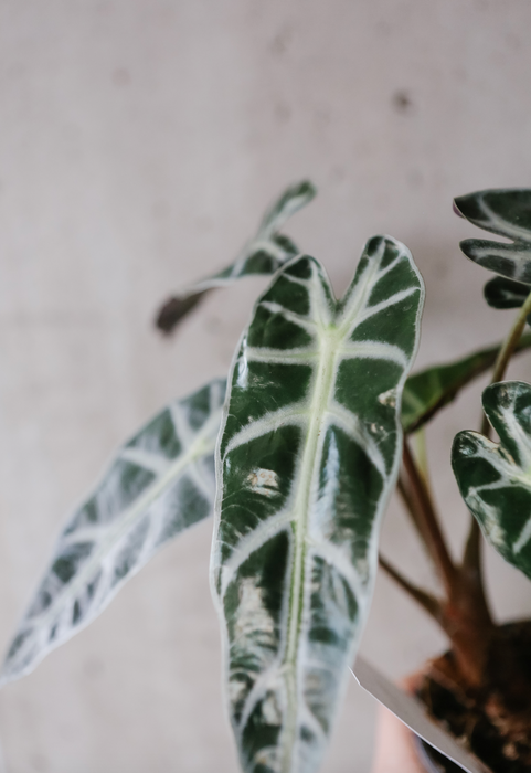 Alocasia Polly