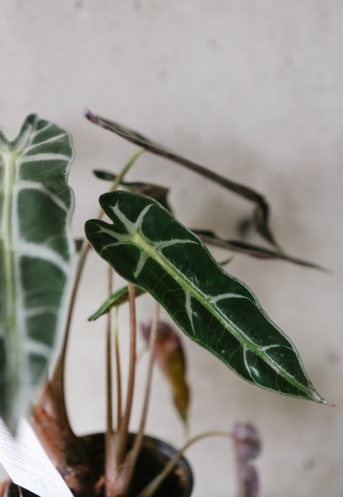 Alocasia Polly