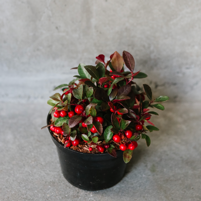 Gaultheria 'Winter Berry'