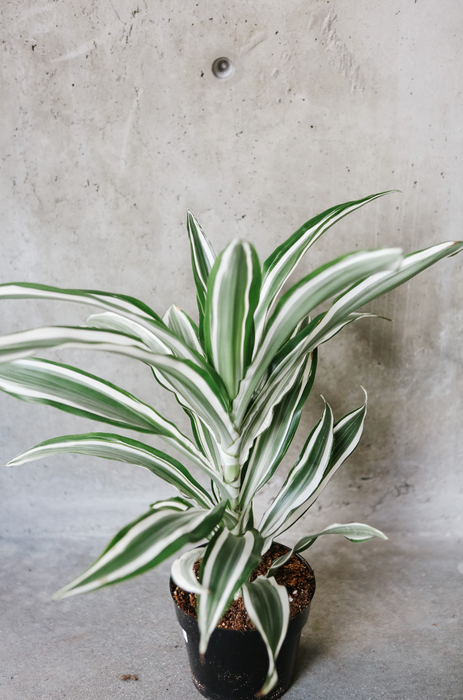 Dracaena White Jewel