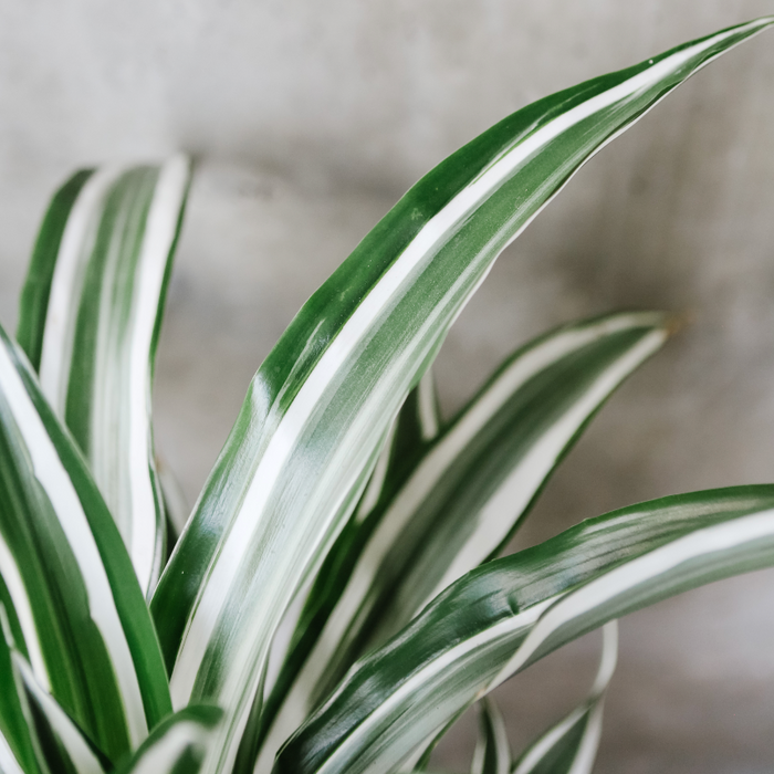 Dracaena White Jewel