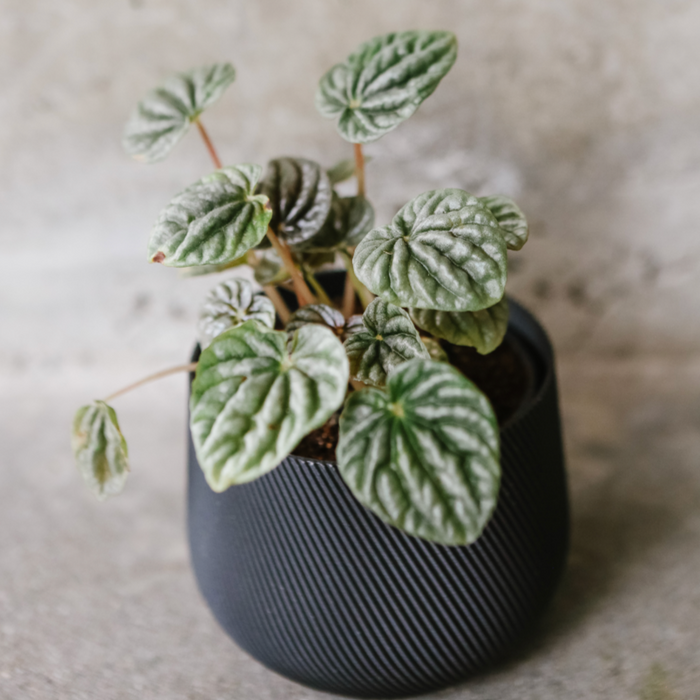 Ripple Peperomia