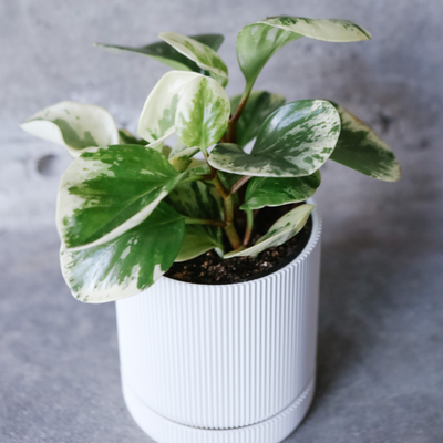 Marble Peperomia