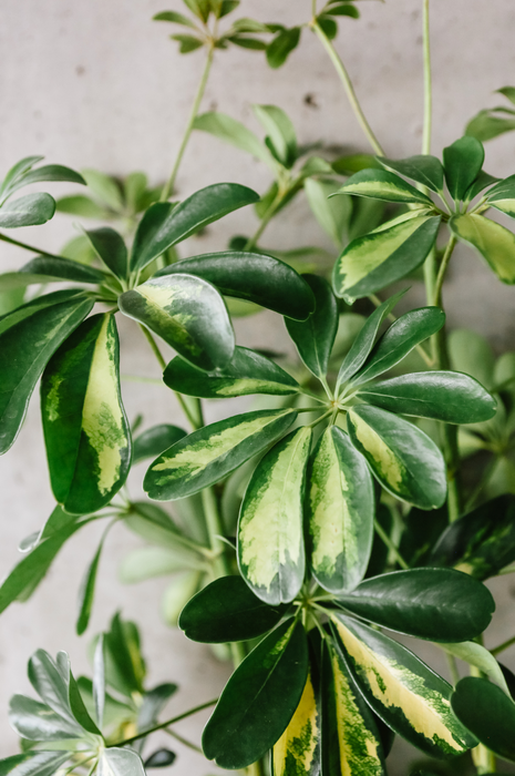 Umbrella Plant